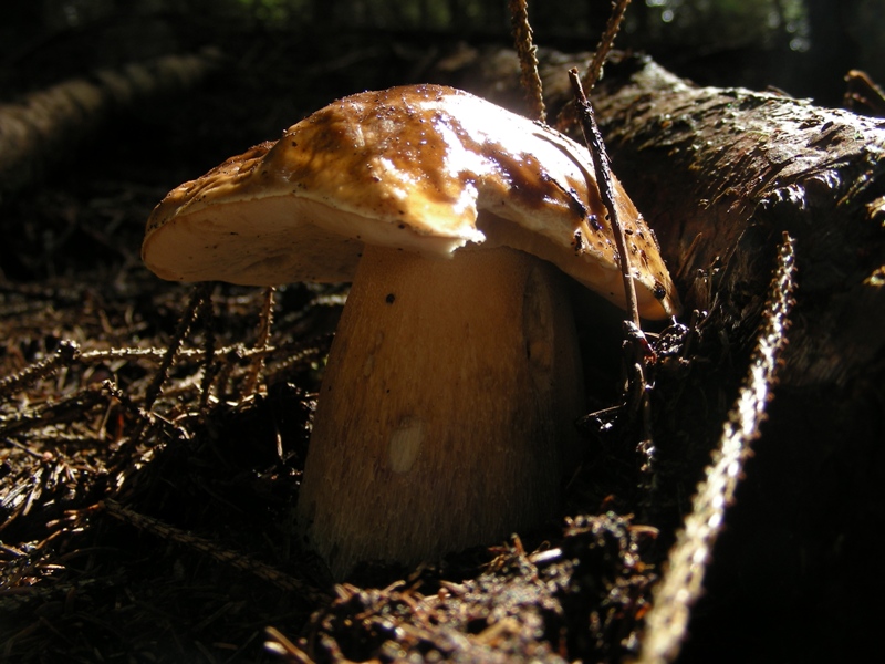 Facciamo due passi tra gli abeti